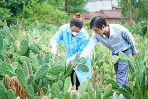 Vườn xương rồng được trồng trực tiếp tại Phú Yên