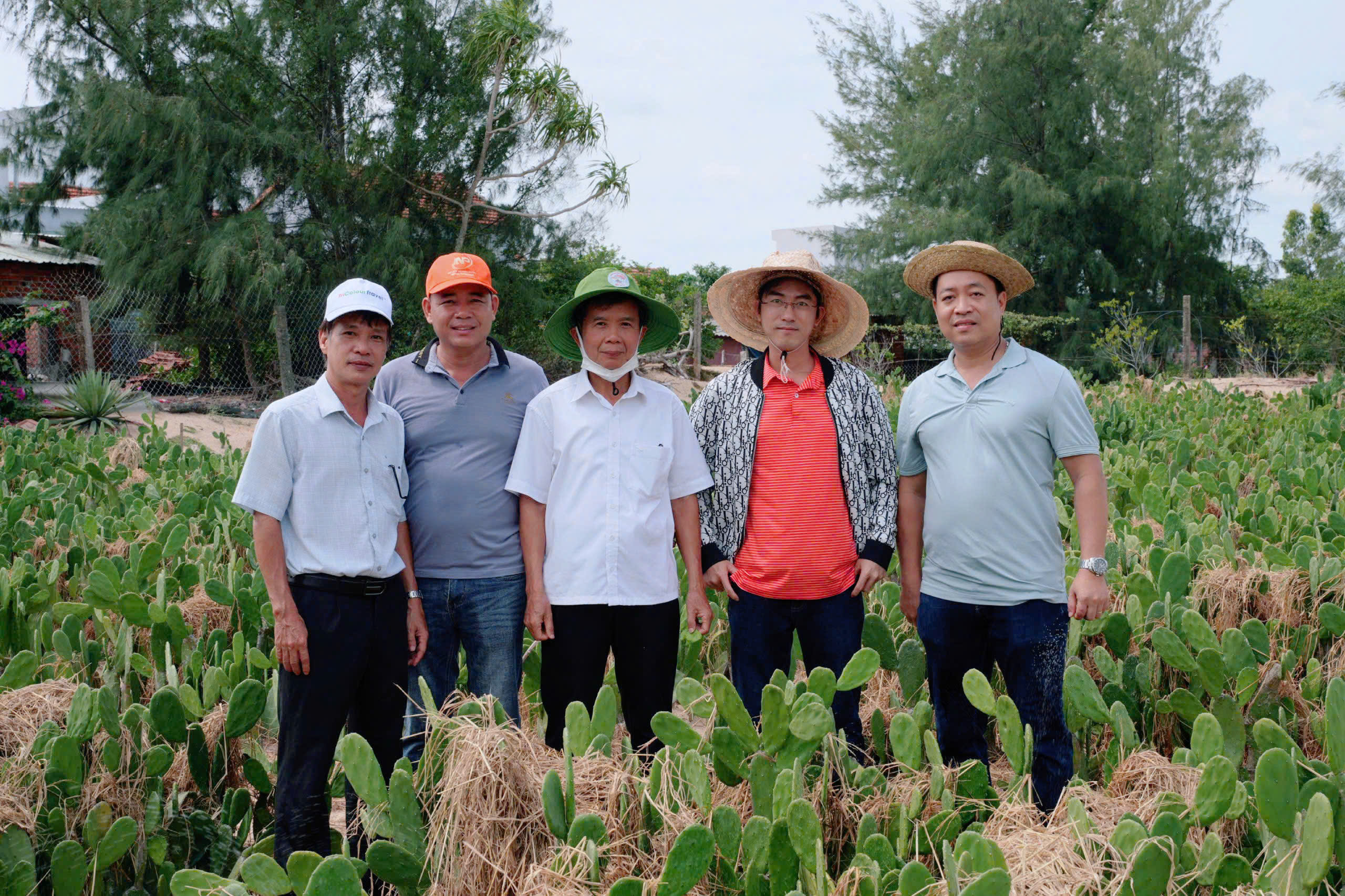 Lợi ích của xương rồng trong bảo vệ môi trường tại Phú Yên